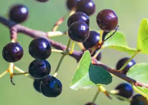Maqui Berry