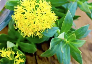 Rhodiola