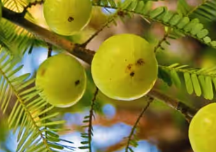 Amla