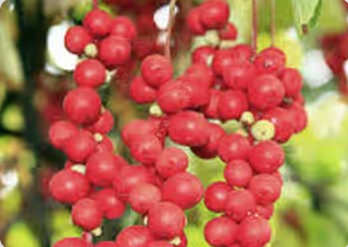 Schisandra